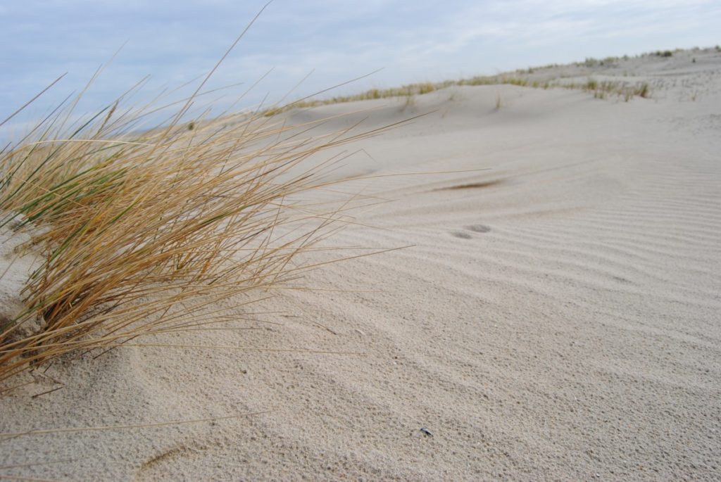 spiekeroog_dunes_north_sea_beach_grass_beach_sand-1340165